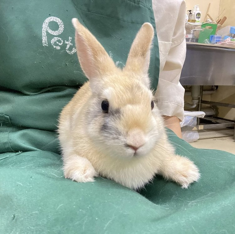 うさぎの飼育 飼い方 特徴 種類 初心者向け Porta