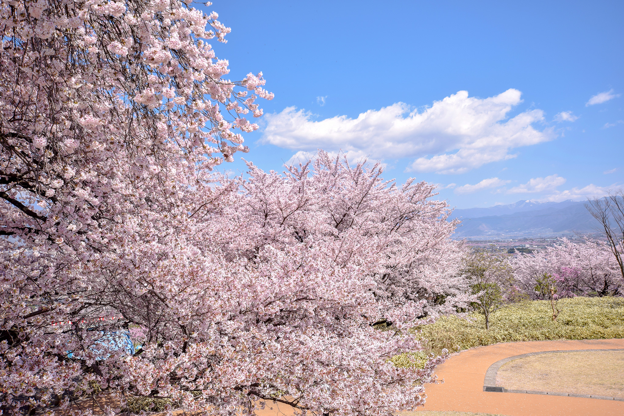 Floris Cherry Blossom – Yakymour