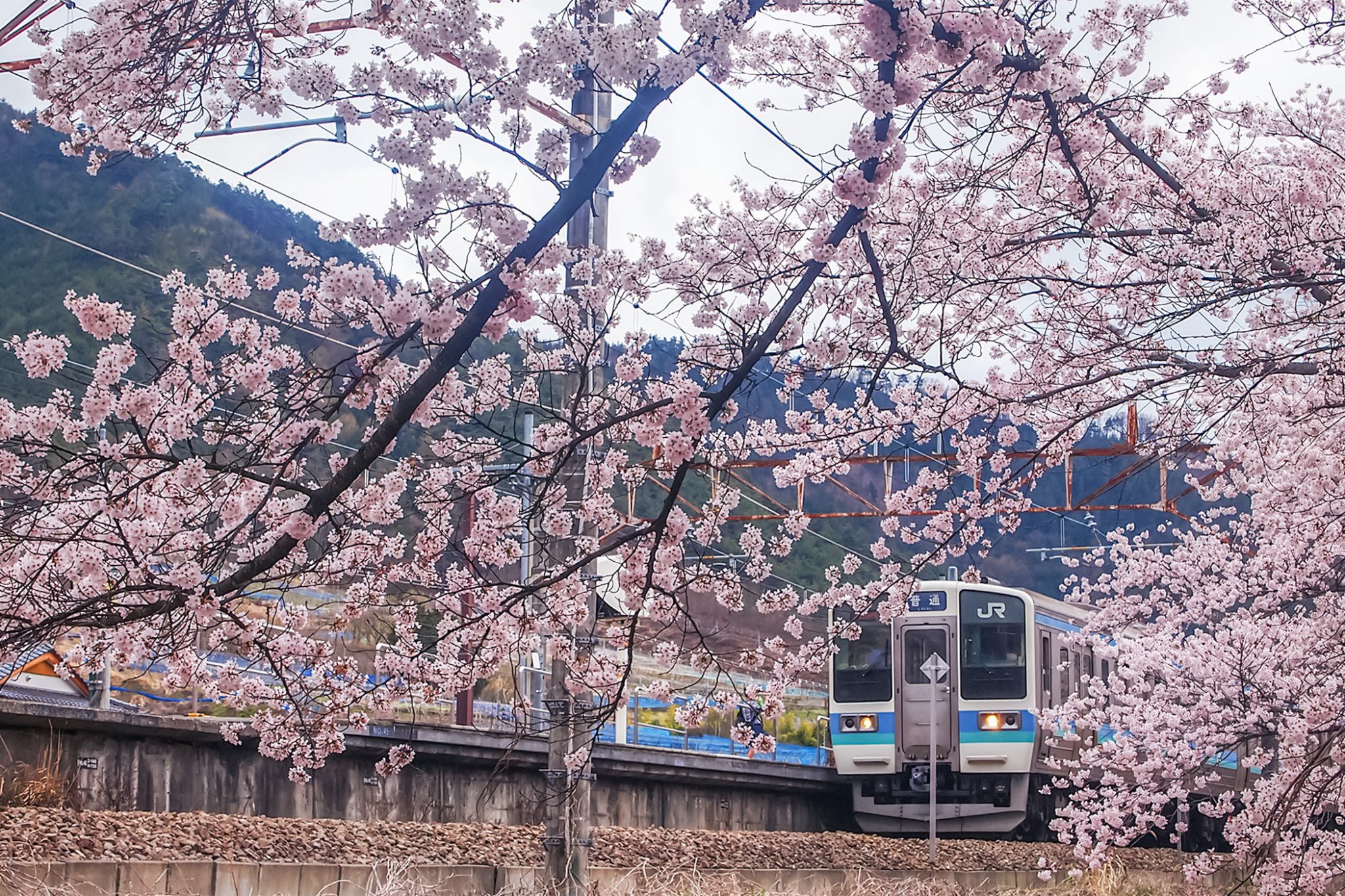 かつぬまぶどう郷駅 甚六桜 甲州市 山梨のさくらの名所 Porta