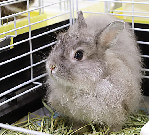 うさぎの飼育 飼い方 特徴 種類 初心者向け Porta