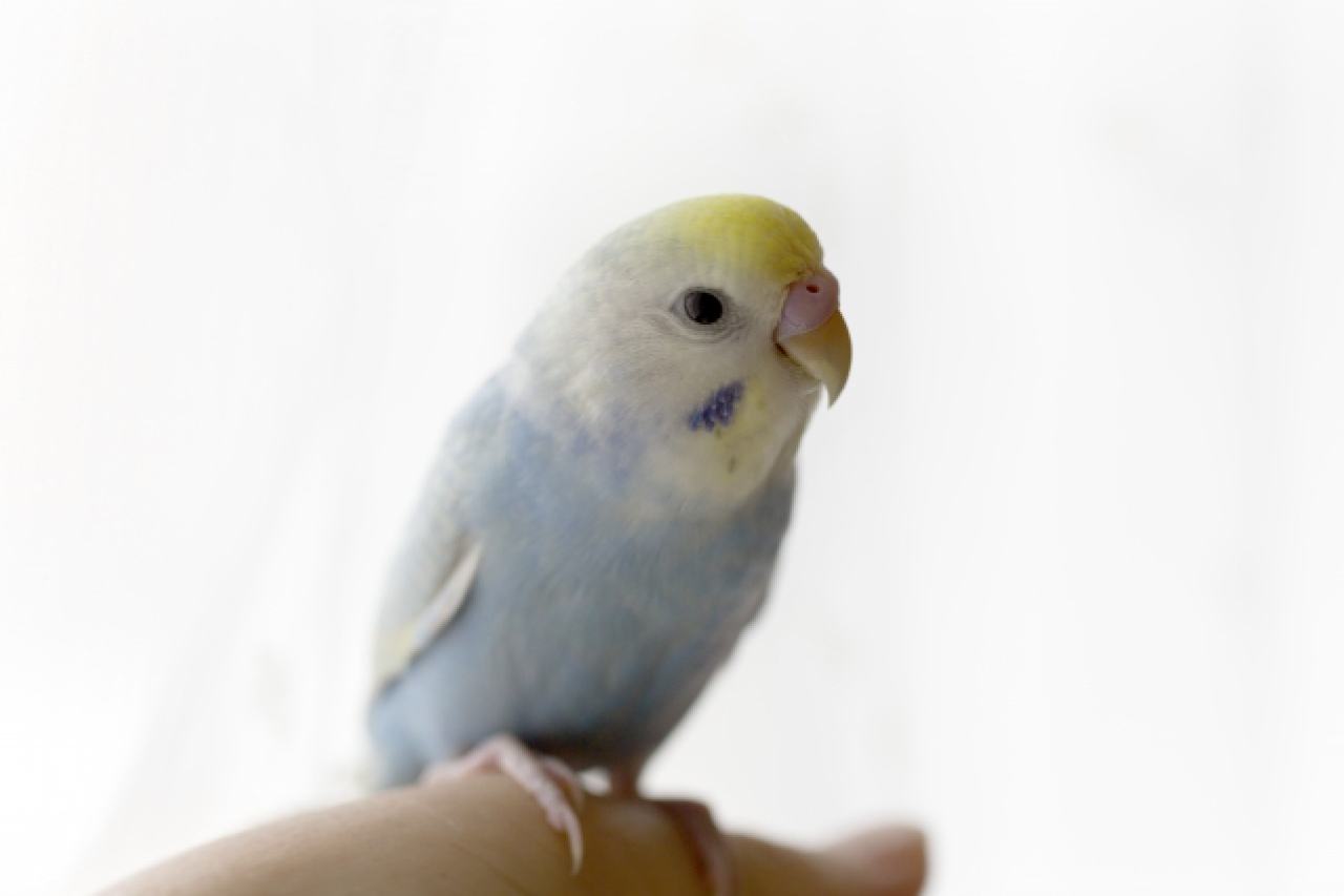 セキセイ インコ の