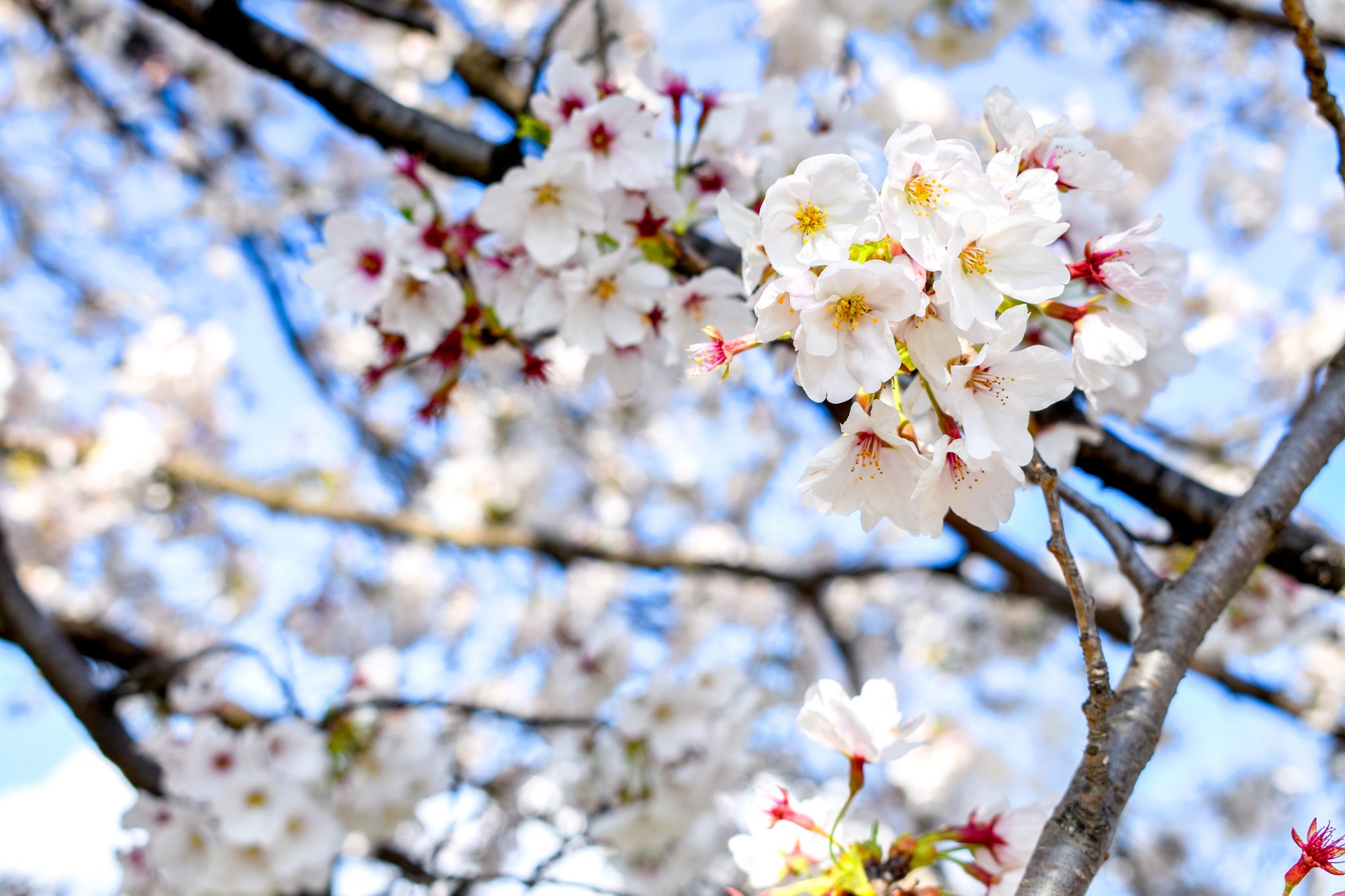 信玄堤公園の桜 甲斐市 山梨の人気お花見スポット春 Porta